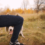 99px.ru аватар Собака породы австралийская овчарка выглядывает из под ноги девушки