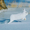 99px.ru аватар Белый заяц прыгает по снегу в лесу