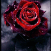 Аватар Мерцающая алая роза