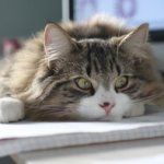 Аватар Котенок лежит на тетради, фотограф equinejumper2