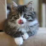 Аватар Котеннок с высунутым языком, фотограф equinejumper