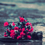 99px.ru аватар Около старого фотоаппарата лежит букет красных роз