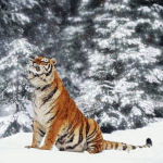99px.ru аватар Тигр на фоне елок