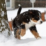 99px.ru аватар Щенок породы бернский зенненхунд бежит по снегу у дерева