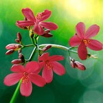 99px.ru аватар Розовые мелкие цветы