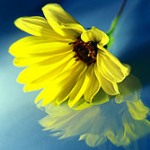 Аватар Желтый цветок Остеоспермум / Osteospermum и его отражение на голубой поверхности, автор matsarn