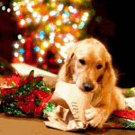 99px.ru аватар Золотистый ретривер грызет бумагу от подарков на фоне новогодней елки