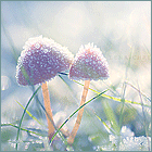 99px.ru аватар Два заледеневших грибочка в зеленой траве выглядывают из-под снега зимой