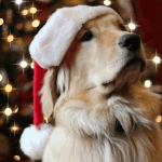Аватар Золотистый ретривер в шапке санта клауса на фоне новогодней елки