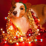 99px.ru аватар Собака породы вельш-корги в новогодних гирляндах