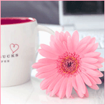 99px.ru аватар Цветок розовой герберы лежит возле чашки