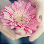 99px.ru аватар Цветок розовой герберы в руках девушки