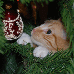 Аватар Рыжий кот, раздвинув ветки новогодней елки, разглядывает елочный, блестящий шарик