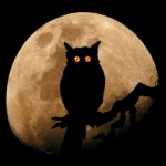 99px.ru аватар Сова сидит на ветке на фоне полной луны