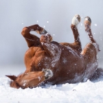 99px.ru аватар Лошадь лежит на снегу