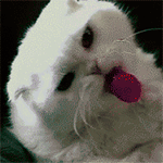 99px.ru аватар Белый кот облизывает конфету