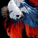 99px.ru аватар Красно-сине-белая аквариумная рыбка