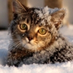 Аватар Котенок в снегу
