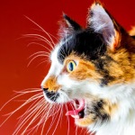 Аватар Удивленная морда кота