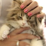 Аватар В руках девушки маленький котенок
