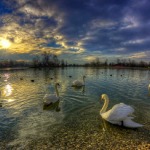 Аватар Лебеди на воде на фоне заката