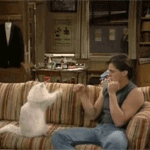 99px.ru аватар Мужчина дерется с белой кошкой, сидя на диване