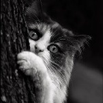 Аватар Маленький котенок на дереве