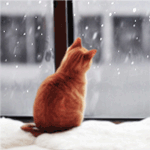 99px.ru аватар Рыжий кот, дергая ушками, смотрит в окно, за которым идет снег