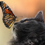 99px.ru аватар Кошка британской породы с бабочкой на носу