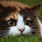 99px.ru аватар Кот, который лежит на траве