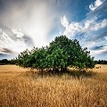 99px.ru аватар Дерево в пустыне