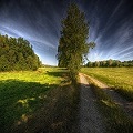Аватар Торчащее посреди дороги дерево