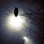 Аватар Сова сидит на ветке дерева на фоне луны