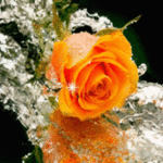 99px.ru аватар Переливающаяся желтая роза