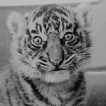 99px.ru аватар Маленький тигр облизывается