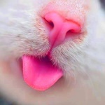 Аватар Розовый язык и нос кота