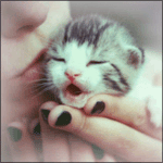 99px.ru аватар Девушка целует маленького котенка, которого она держит в руках