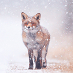 99px.ru аватар Лиса под снегопадом