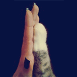 99px.ru аватар Женская рука и кошачья лапка