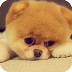 99px.ru аватар Грустный щенок породы померанский шпиц лежит на полу