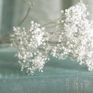 Аватар Ветка с белыми цветами лежит на книге