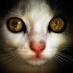 Аватар Белая мордочка кота с большими глазами