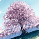 99px.ru аватар Расцветающая сакура на фоне голубого неба