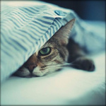 99px.ru аватар Кошка под одеялом