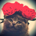 Аватар Котенок в венке из роз
