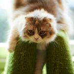 Аватар Котенок, фотограф Zoran Milutinovic