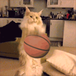 99px.ru аватар Кошка играет в баскетбольный мяч