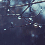 99px.ru аватар Ветки дерева под дождем