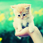 99px.ru аватар Рыжий котенок на руке