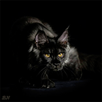 99px.ru аватар Черный кот, с желтыми глазами на черном фоне